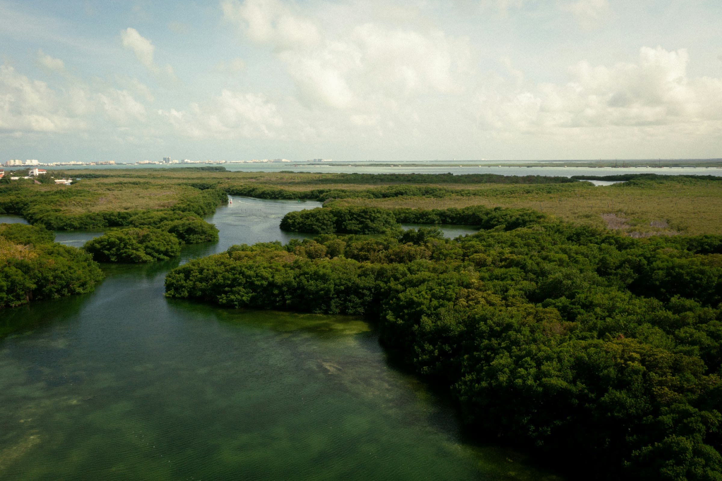 Mangrove forest canopy